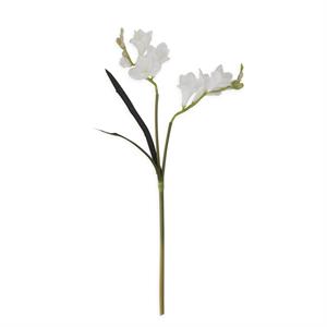 White Freesia Stem