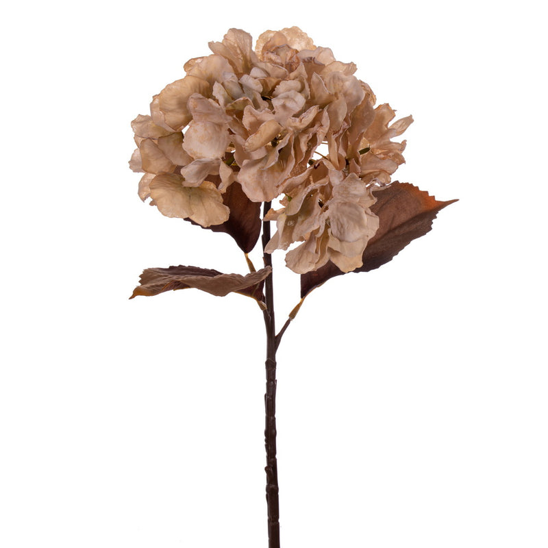 Dried Hydrangea