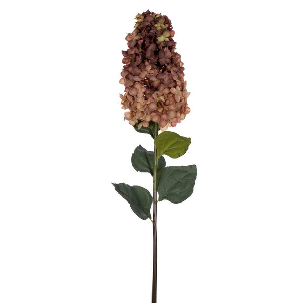 Cone Hydrangea