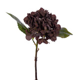 Dried Hydrangea