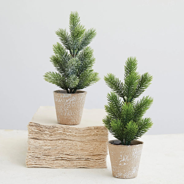 Mini Pine Tree in Pot