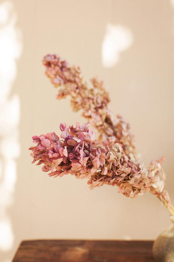 Oregano Pink Hydrangea