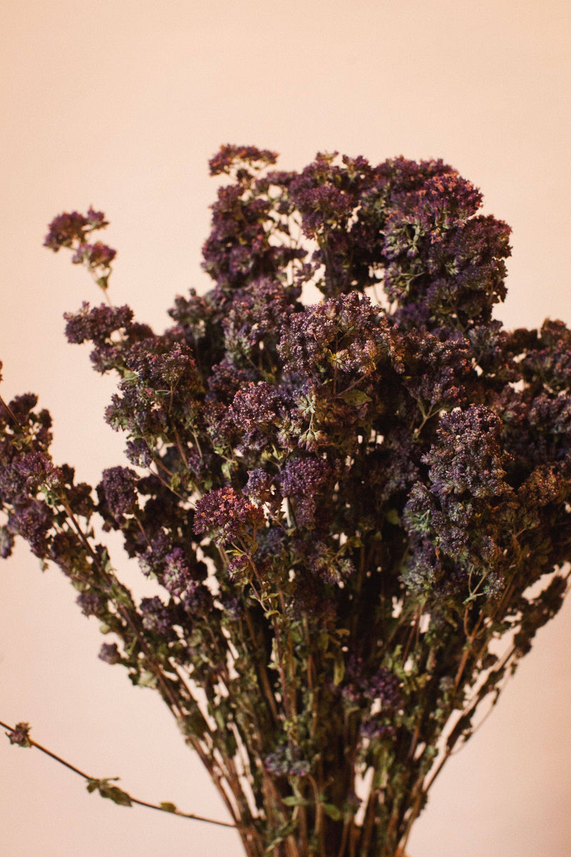Dark Purple Oregano Blooms