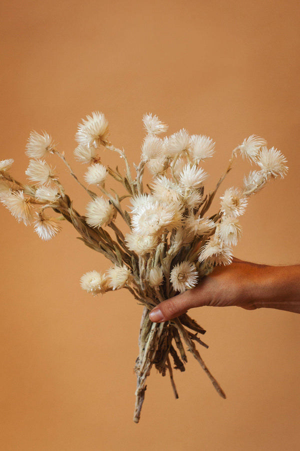 White Everlasting Flower